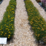Coreopsis 'Imperial Sun' and 'Bengal Tiger'