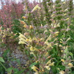 Agastache mexicana Acapulco White and Yellow